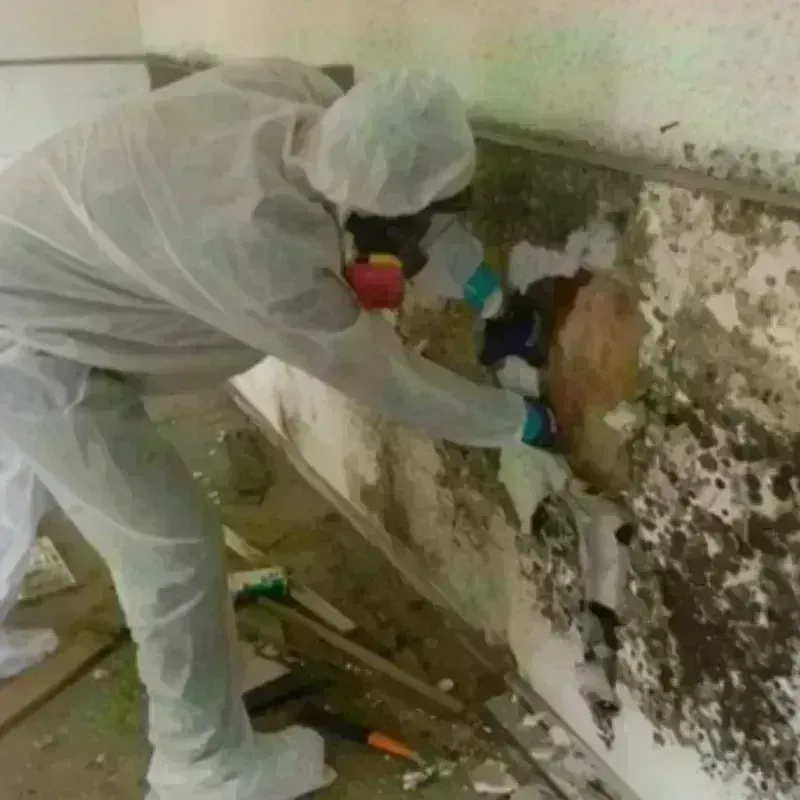 Mold Remediation and Removal in Cape May Court House, NJ